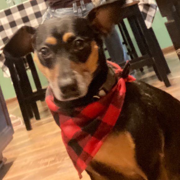 Meet your Posher, Sam - Picture 1 of 1